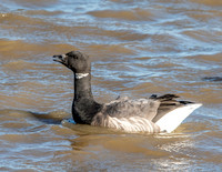 Brent goose