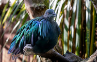 Nicobar pigeon