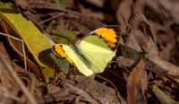 Yellow orange tip