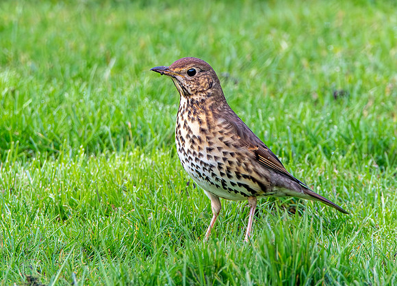 Song thrush