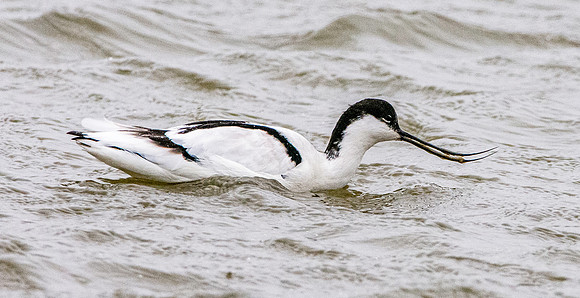 Avocet, immature