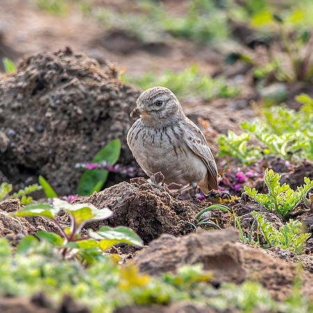 Sand lark
