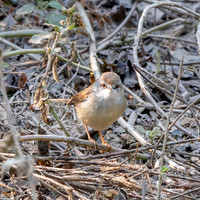 Dusky warbler