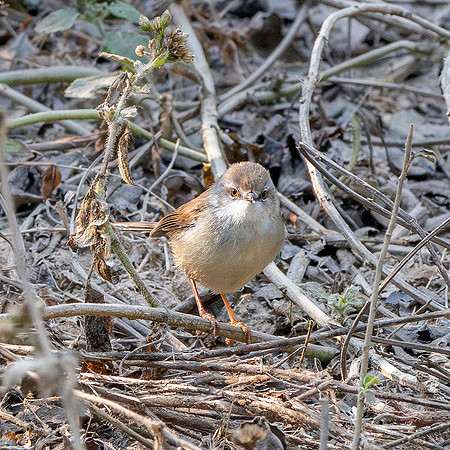Dusky warbler