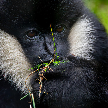Northern white cheeked gibbon