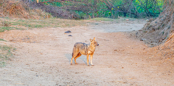 Indian jackal