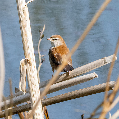 Cetti's warbler