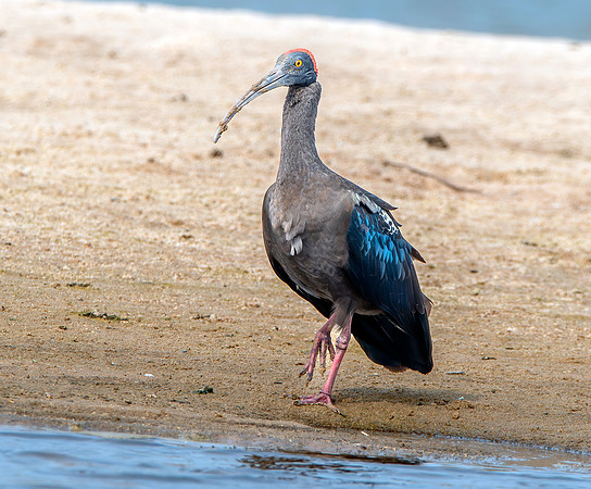 Red naped ibis