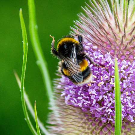 White tailed bee
