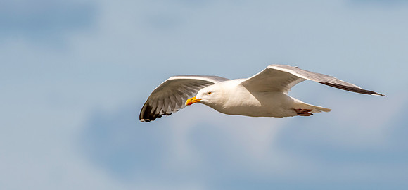 Caspian gull