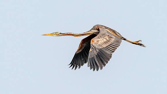 Purple heron