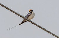 Wire tailed swallow