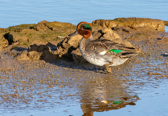 Common teal