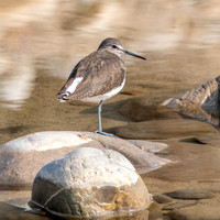 Green sandpiper