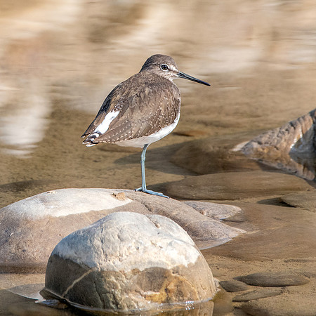 Green sandpiper