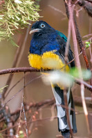 Green backed trogon, male