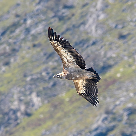 Griffon vulture
