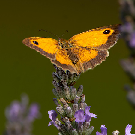 Gatekeeper