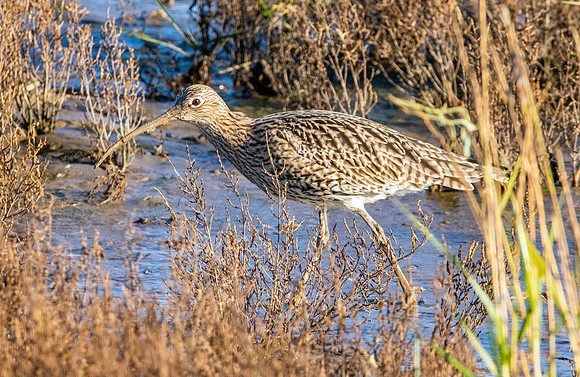 Curlew