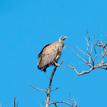 Indian Vulture