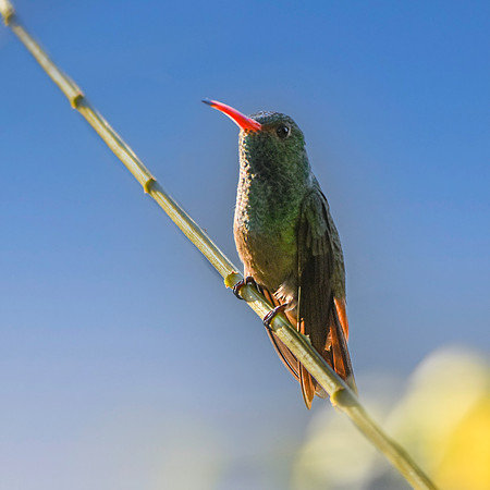 Rufous tailed hummingbird