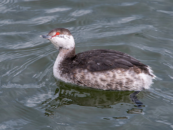 Slavonian grebe