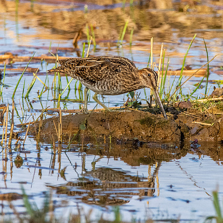 Common snipe