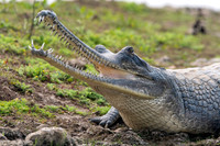 Gharial, male