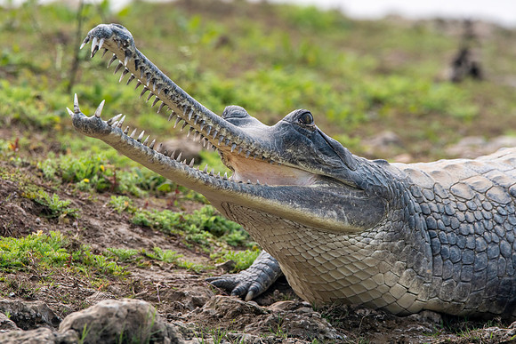 Gharial, male