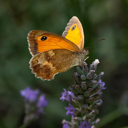Gatekeeper