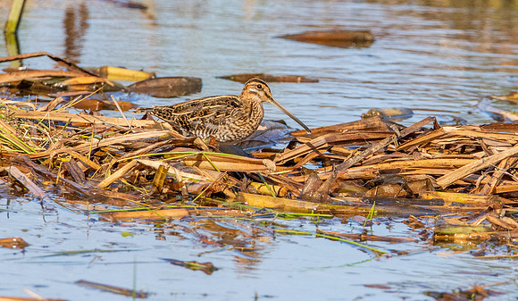 Common snipe