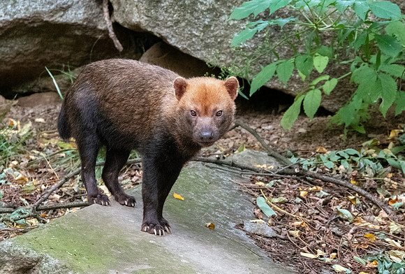 Bush dog