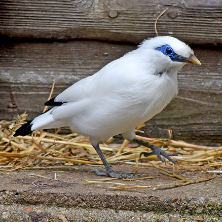 Bali Starling