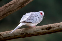 Diamond dove