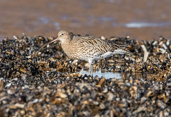 Curlew