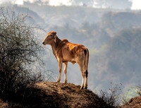 Zebu cattle