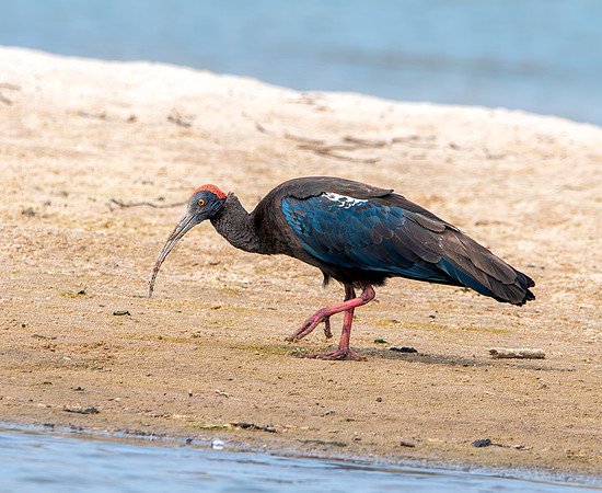 Red naped ibis