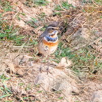Bluethroat