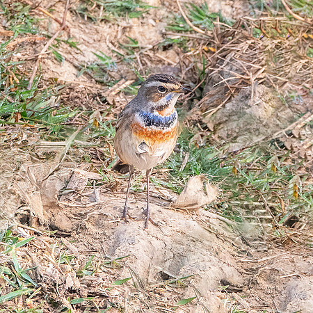 Bluethroat