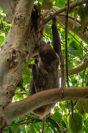 Two toed sloth (Linnaeus)
