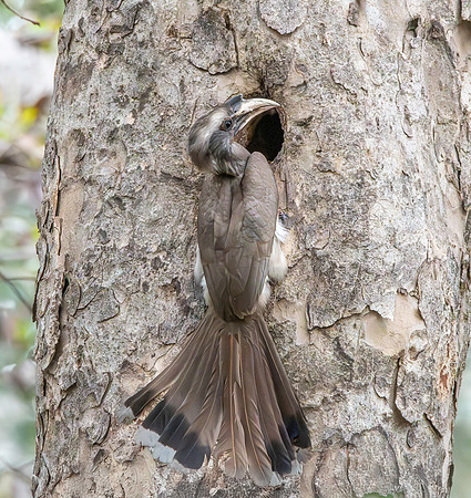 Indian Grey Hornbill