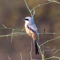 Grey backed shrike