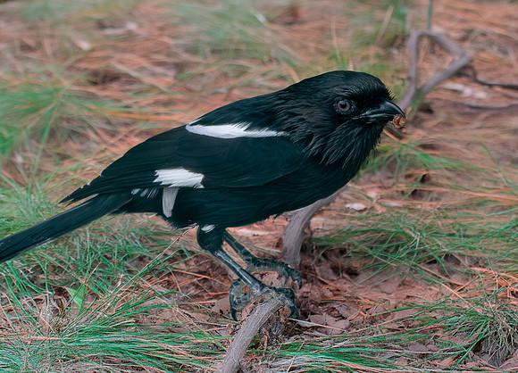 Magpie shrike