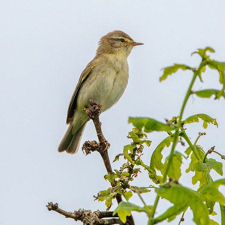 Willow warbler