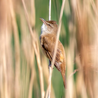 Great reed warbler