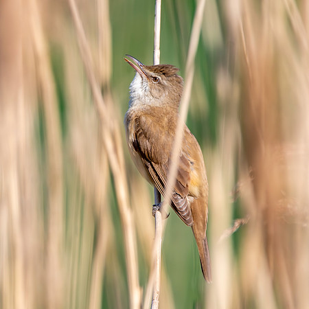 Great reed warbler