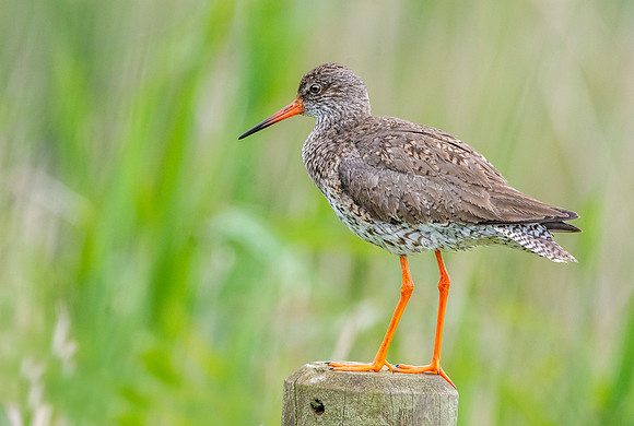 Redshank