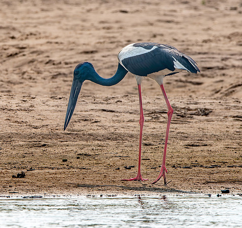 Male Black necked stork