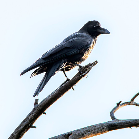 Himalayan jungle crow