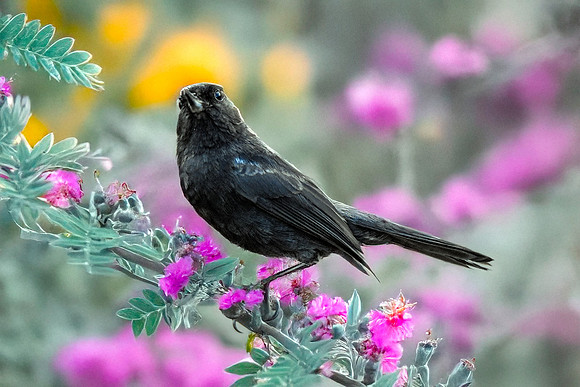 Black flowerpiercer